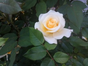 Создать мем: роза флорибунда stockholm, роза чайно-гибридная тру лав, роза чайно гибридная тимепис