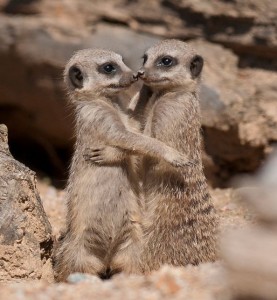 Create meme: meerkats family, pictures of meerkats, cuddling meerkats