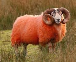 Создать мем: овца баран, баран обыкновенный, рыжая овца порода