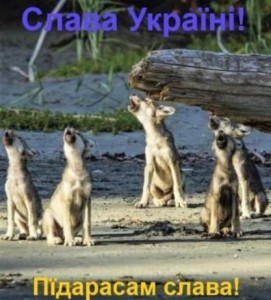 Create meme: animal meerkat, meerkats family, meerkat