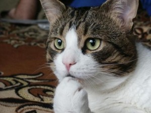 Create meme: animals, the surprised cat, cat surprised