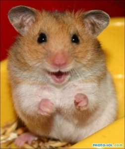 Create meme: don't be sad hamster