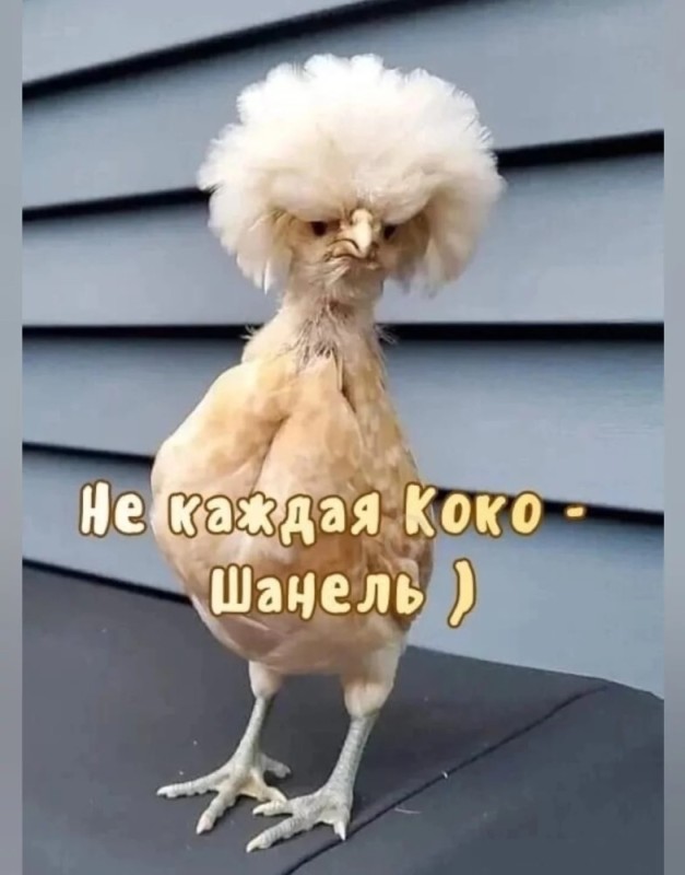 Create meme: You're a chicken, chicken with afro, cool chicken