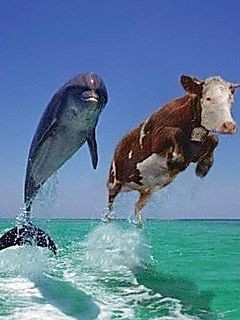 Создать мем: дельфины красивые, корова в море, дельфин