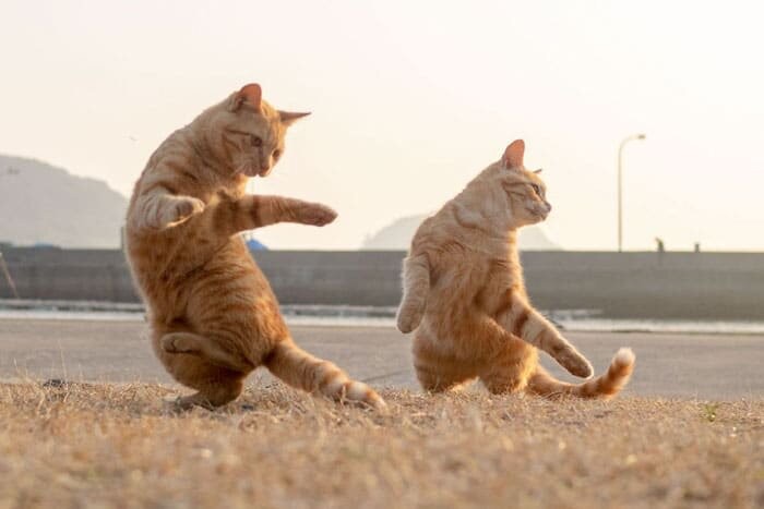 Create meme: the dancing cat, Cats are lighting up, dancing cat