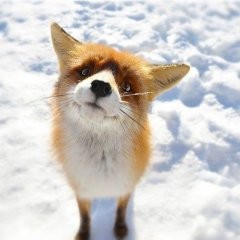 Создать мем: лисиця, the little fox, лисята