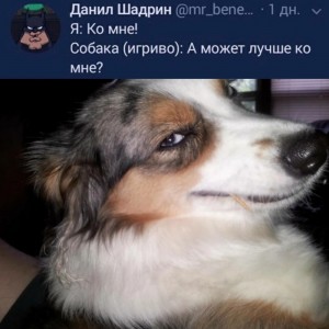 Create meme: talking dog