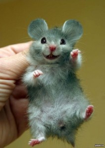 Создать мем: фото мышка авы, самые милые крысы и хомячки, скачать картинки приколы мышки