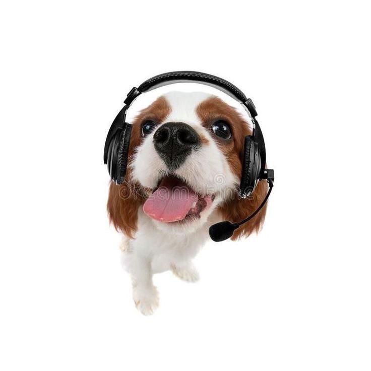 Create meme: dog in headphones, cat in headphones meme, cute dogs 