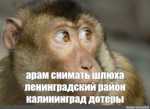 Создать мем: серая обезьянка, текст, обезьяна черт