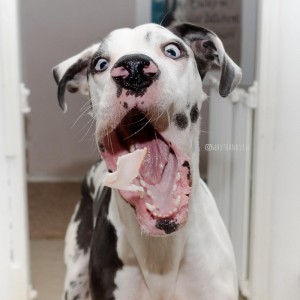 Create meme: funny pitbulls, great Dane, funny faces of dogs