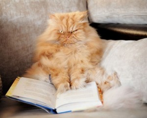 Создать мем: котег, чтение книг, angry cat