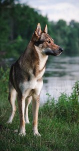 Создать мем: волчья порода сарлоса, собака сарлоса, чехословацкая волчья собака