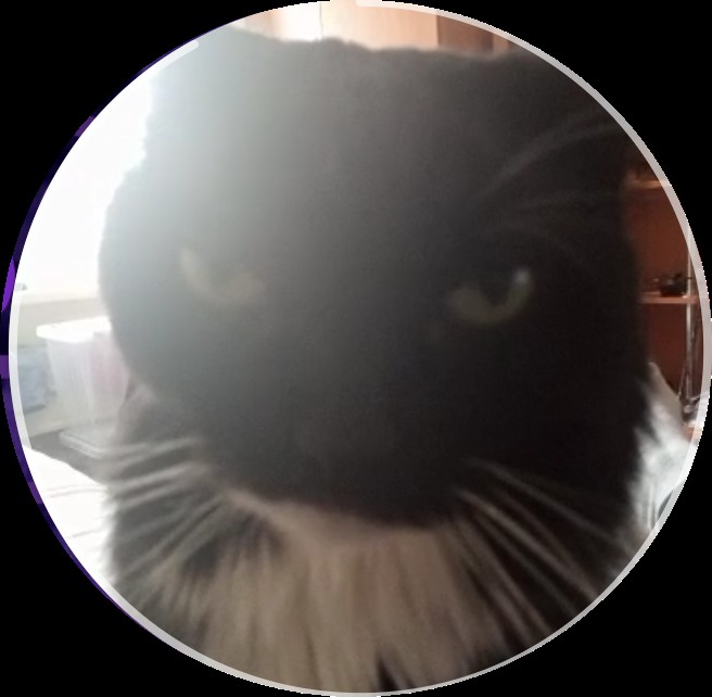 Создать мем: кошка сибирская, черная кошка сима, котик