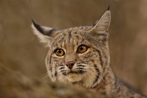 Create meme: rise, Wallpaper wild cat lynx phone, lynx