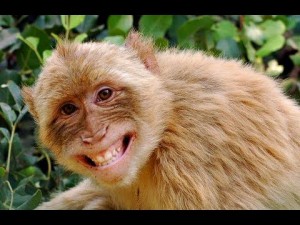 Создать мем: обезьянки, улыбнитесь новому дню, оспа обезьян