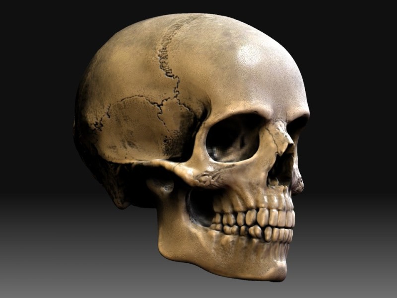 Создать мем: голова скелет, череп 3д, человеческий череп