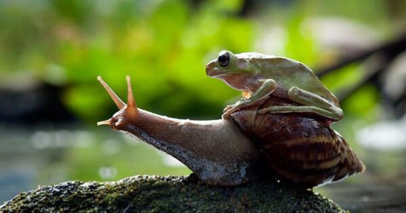 Create meme: a frog on a snail, snail , frog in the swamp