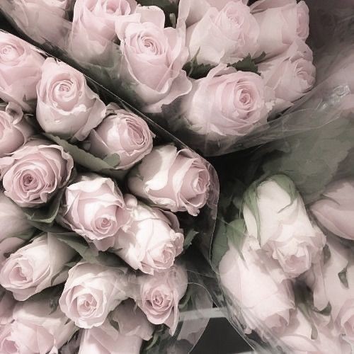 Создать мем: красивые розовые розы, розы белые, розовые розы