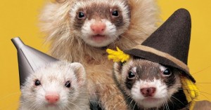 Create meme: cute animals, Animal, ferret