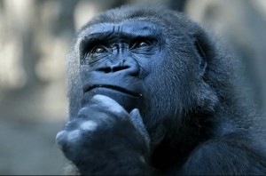 Создать мем: приматы, горилла, обезьяна