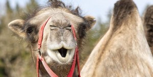 Create meme: the nose of the camel, photos good camel, camel