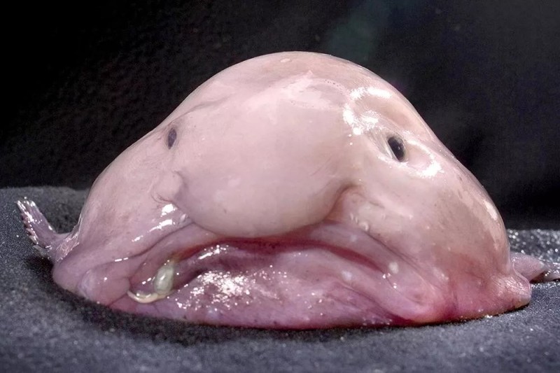 Создать мем: самая страшная рыба, самые смешные рыбы, рыба-капля (blobfish)