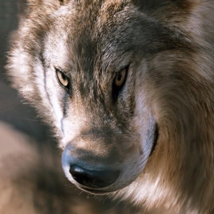 Создать мем: волк серый, волк дикий, волк красивый