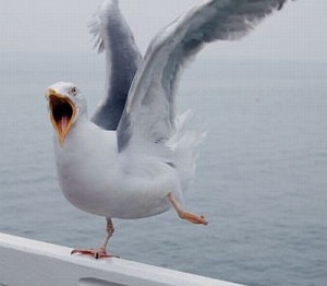 Create meme: gull, martı, Seagull management