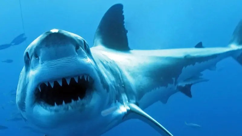 Create meme: shark , shark with open mouth, megalodon shark mouth