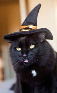 Создать мем: шляпка, halloween, cute cat