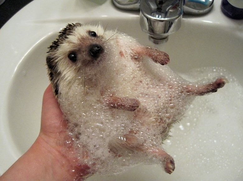 Create meme: hedgehog in the bathroom, homemade hedgehog, hedgehog clean