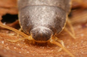 Create meme: leptothorax acervorum, Pets parasites the insects photos, photo woodlice