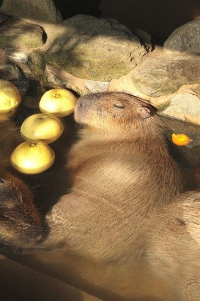 Create meme: the capybara , a pet capybara, capybara swim japan
