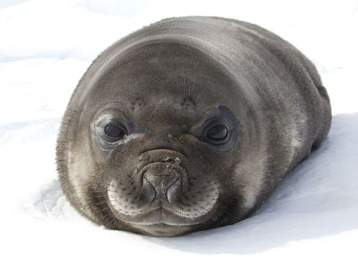 Create meme: little seal, elephant seal, seal seal