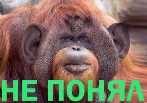 Create meme: fat gloating, a monkey with a long chin, orangutans