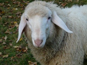 Создать мем: sheep, белая овца, уши овцы