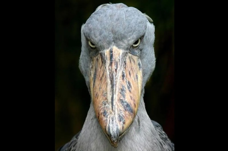 Создать мем: shoebill stork, цапля китоглав, китоглав королевская цапля