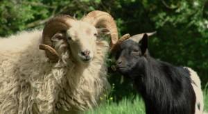 Создать мем: баран, goat, фото овна овца