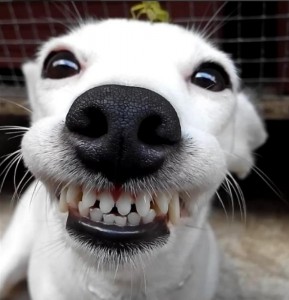 Create meme: smiling animals, funny dog, smiling dog