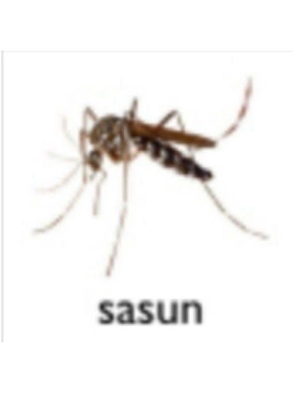 Create meme: common mosquito, insects mosquito, mosquito 