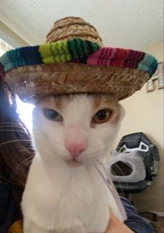 Create meme: animals cute, The cat in the Mexican hat, The cat in the Mexican hat meme