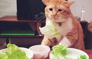 Создать мем: невкусно и грустно кот, котики с едой, милые животные