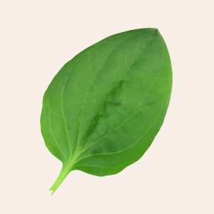 Create meme: to draw a plantain leaf, psyllium no pain, put the plantain