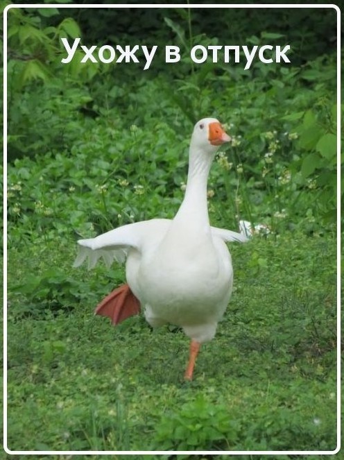 Create meme: cool goose, goose cool, duck goose