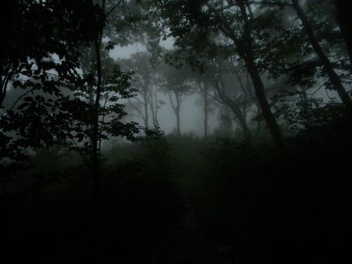 Create meme: dark photos, forest , gloomy forest art