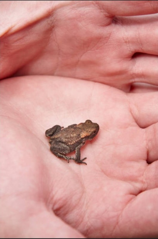 Create meme: the frog is small, toad and toads, common frog on the hands