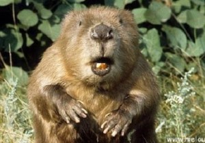Create meme: face beaver, a surprised beaver, a surprised beaver