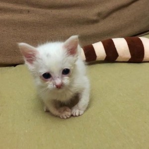 Create meme: kittens in good hands, cute kittens, kitty white