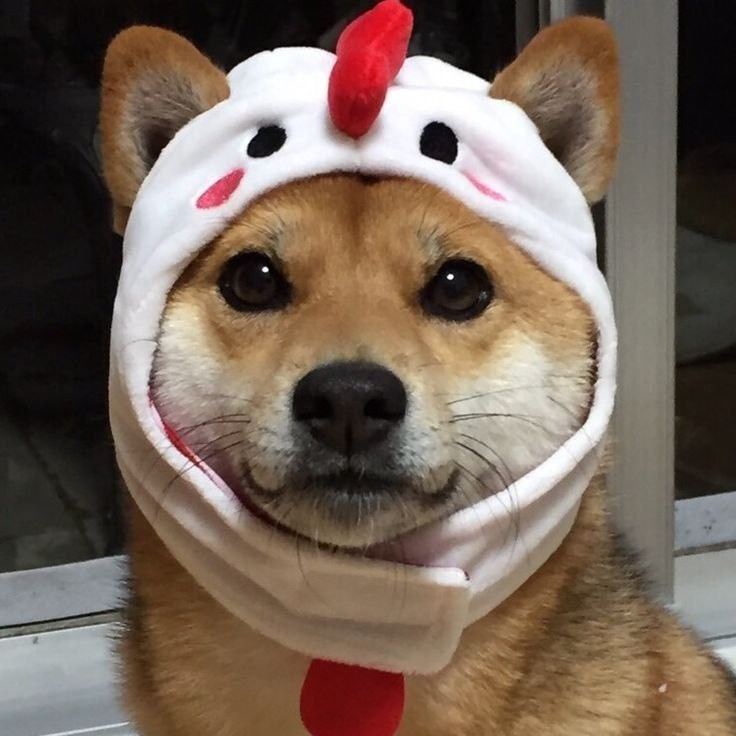 Create meme: Shiba inu dog, cute dogs , The dog yes